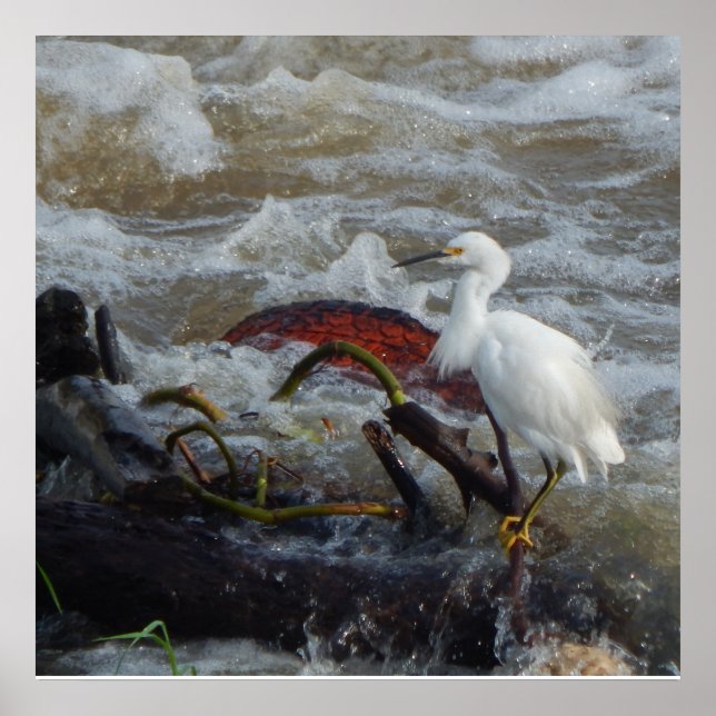 PÓSTER CARRIBEAN BIRD POSTER (Frente)