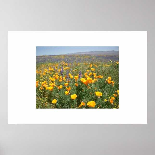 Póster Carrizo Wildflowers (Frente)