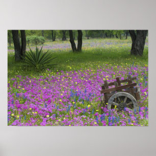 Póster Carro de madera en campo de Phlox, Blue Bonnets