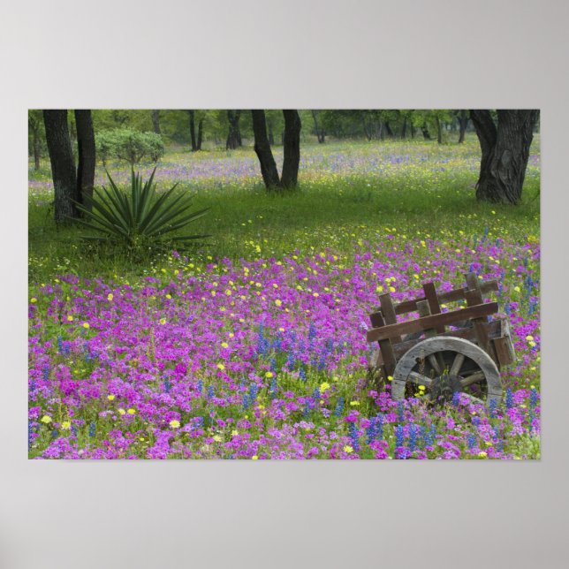 Póster Carro de madera en campo de Phlox, Blue Bonnets (Frente)