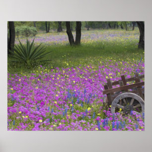 Póster Carro de madera en el campo de Phlox, Redes azules