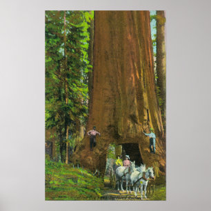 Póster Carro del caballo debajo de una secoya gigante