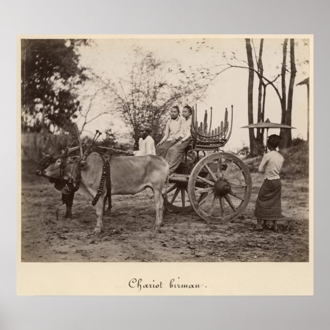 Póster Carro tirado por dos bueyes en Mandalay, Birmania (Frente)