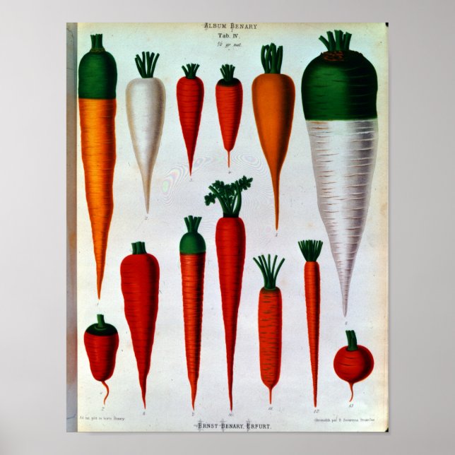 Póster Carrots (Frente)