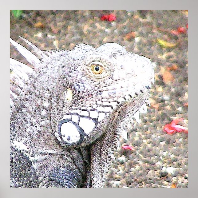 Póster CArt Iguana (Frente)