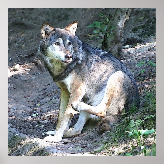 Póster CArt Wolf (Frente)