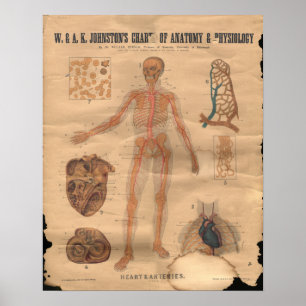 Póster Carta 1906 de la anatomía de las arterias del