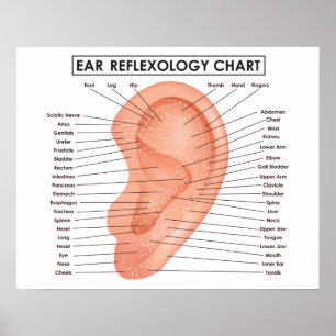 Póster Carta 20" del Reflexology del oído x 16", poster