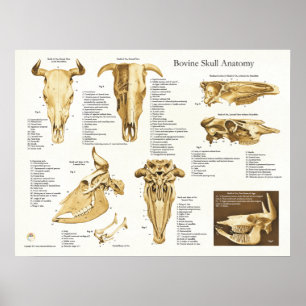 Póster Carta bovina de la anatomía del cráneo de la vaca