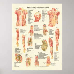 Póster Carta del español de Músculos Anatomia de la