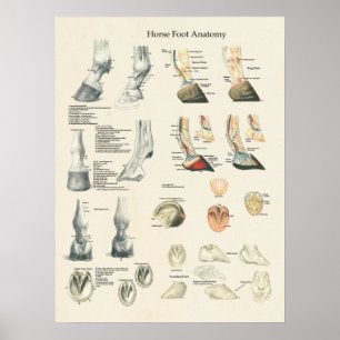 Póster Carta del herrador de la anatomía de la pierna del