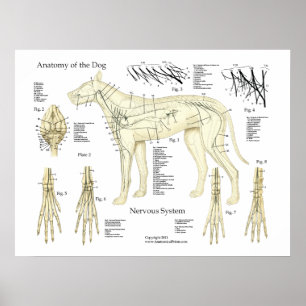 Póster Carta del poster de la anatomía del sistema