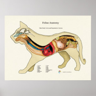 Póster Carta del veterinario de la anatomía del órgano