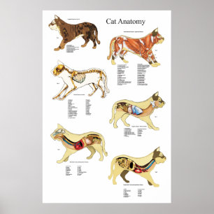 Póster Carta del veterinario de la anatomía del órgano