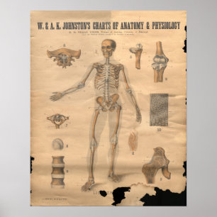 Póster Carta esquelética 1906 de la anatomía de los