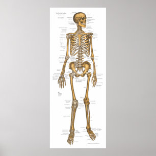 Póster Carta esquelética humana 24 x 60 de la anatomía