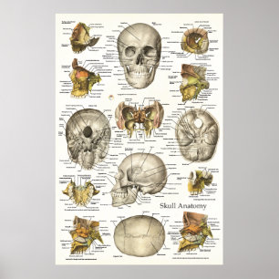 Póster Carta humana 24 x 36 de la anatomía del cráneo