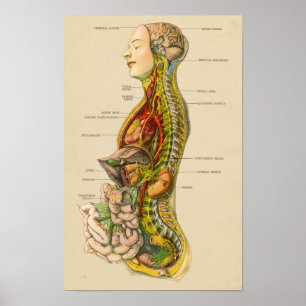 Póster Carta humana de la anatomía del sistema nervioso