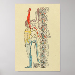Póster Carta médica de la anatomía de los nervios