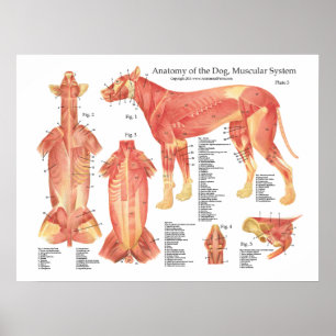 Póster Carta muscular del poster de la anatomía del perro