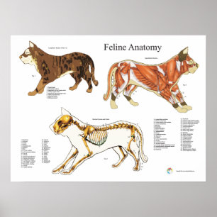 Póster Carta veterinaria de la anatomía del músculo