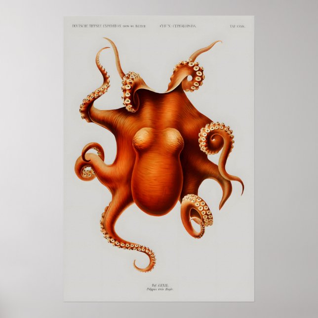 Póster Cartel (Frente)