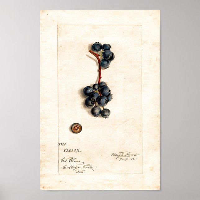 Póster Cartel - Arándanos de James Shull (Frente)