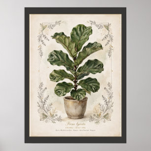 Póster Cartel Botánico Vintage de Higuera de Hoja de Viol