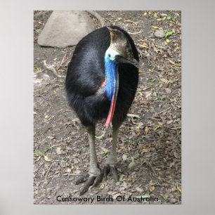 Póster Cartel Casuarios Aves De Australia