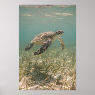 Póster Cartel costero de tortuga marina sobre pastos mari