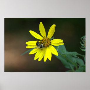 Póster Cartel de abeja en flor silvestre amarilla