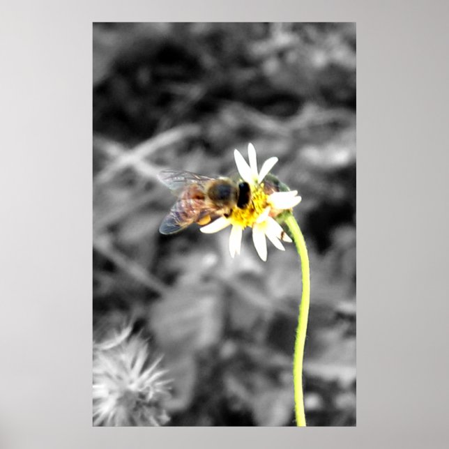 Póster Cartel de abeja polinizadora (Frente)