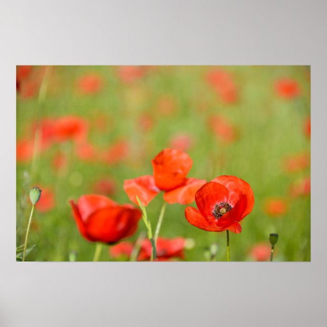 Póster Cartel de amapolas en un campo de amapolas (Frente)