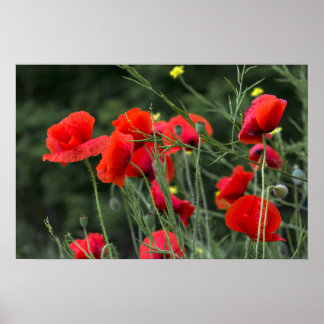 Póster Cartel de amapolas - Fotografía floral de la natur