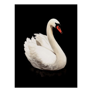 Póster Cartel de Arte Vintage Cisne Blanco