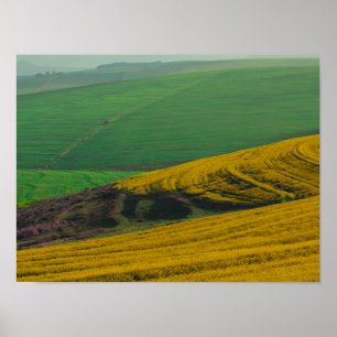 Póster Cartel de campos de canola en el paisaje rural de 