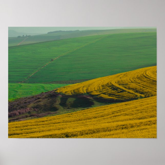 Póster Cartel de campos de canola en el paisaje rural de  (Frente)