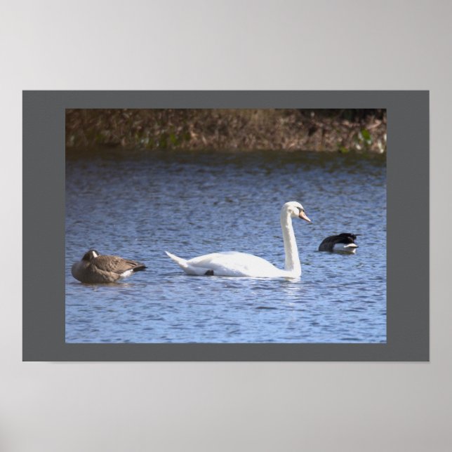 Póster Cartel de cisne (Frente)