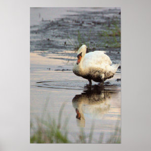 Póster Cartel de cisne
