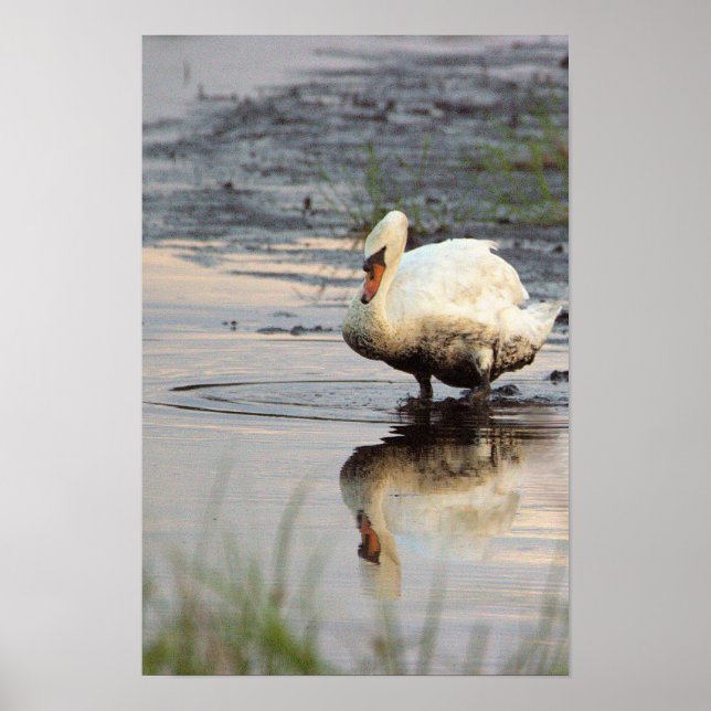 Póster Cartel de cisne (Frente)