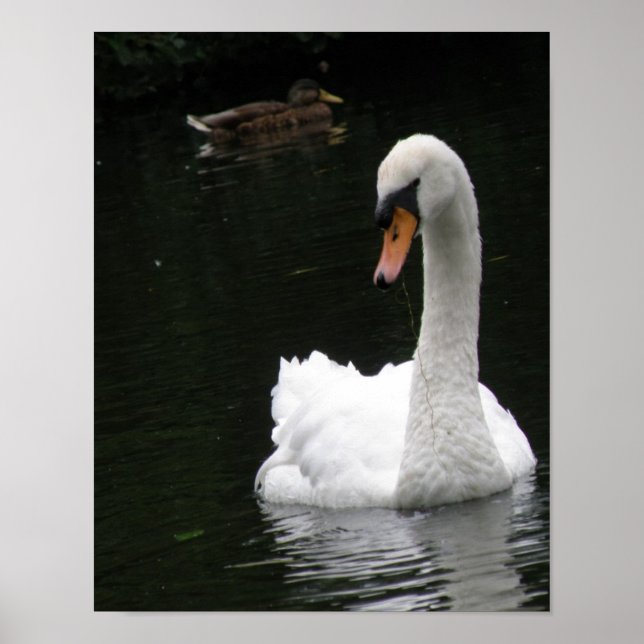 Póster Cartel de Cisne Blanco (Frente)