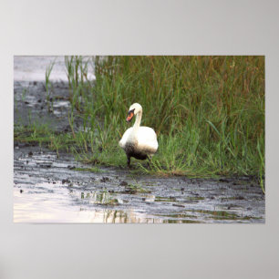 Póster Cartel de cisne junto a la marisma