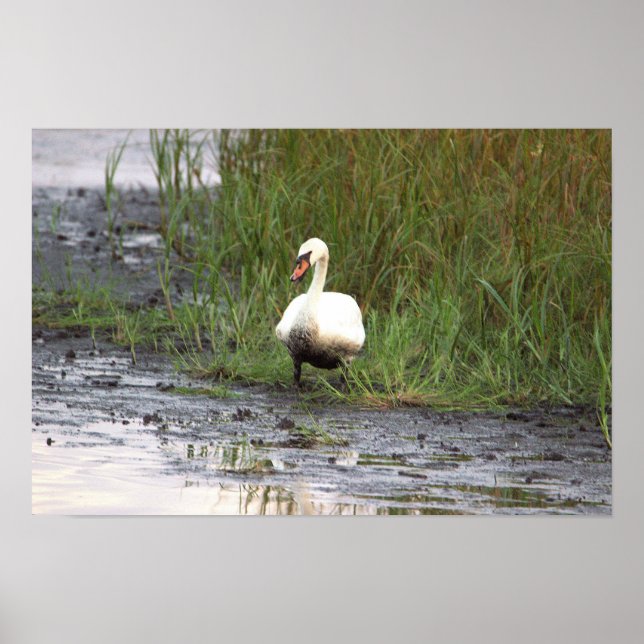 Póster Cartel de cisne junto a la marisma (Frente)