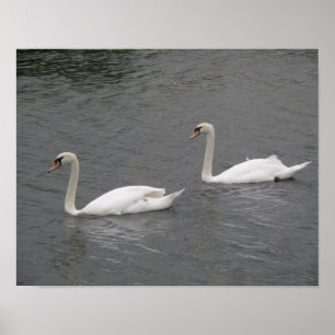 Póster Cartel de cisnes en el río