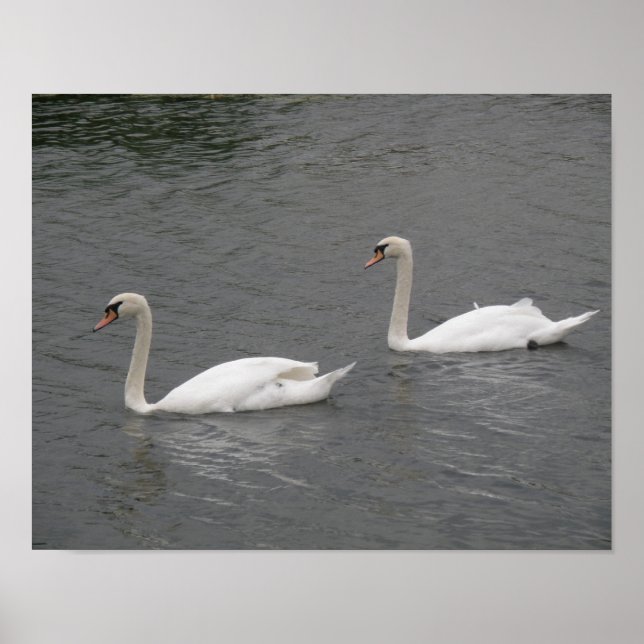 Póster Cartel de cisnes en el río (Frente)