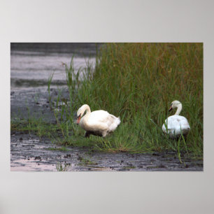 Póster Cartel de cisnes junto al pantano