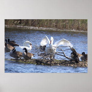 Póster Cartel de cisnes y gansos de Canadá