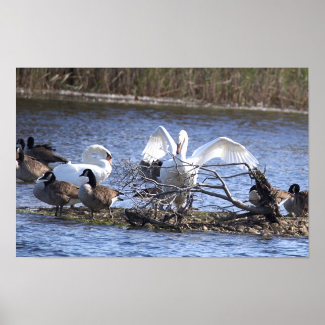 Póster Cartel de cisnes y gansos de Canadá (Frente)