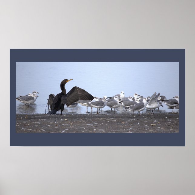 Póster Cartel de Cormorán con Gaviotas (Frente)