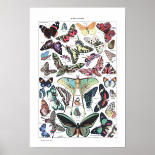 Póster Cartel de época Papillons Larousse pour tous